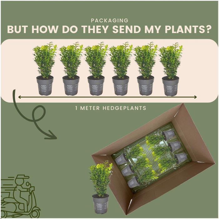 Hedge Buxus Sempervirens X6