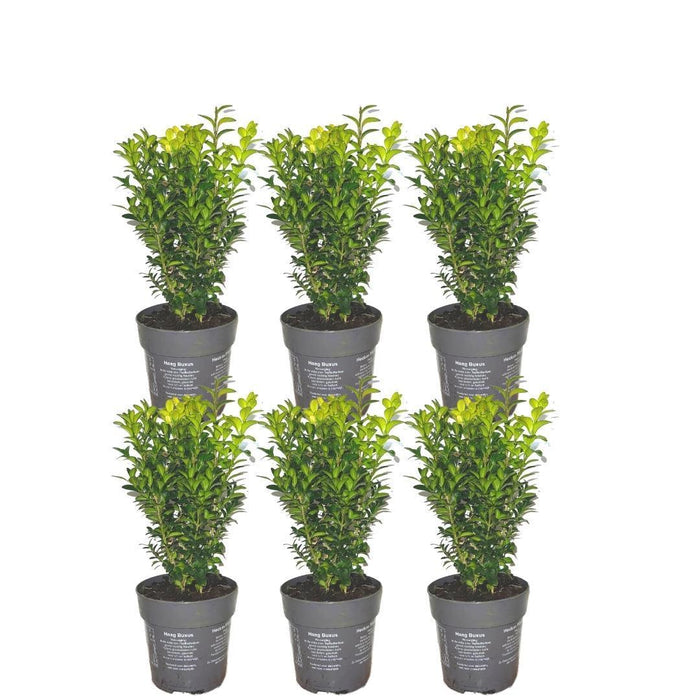 Hedge Buxus Sempervirens X6