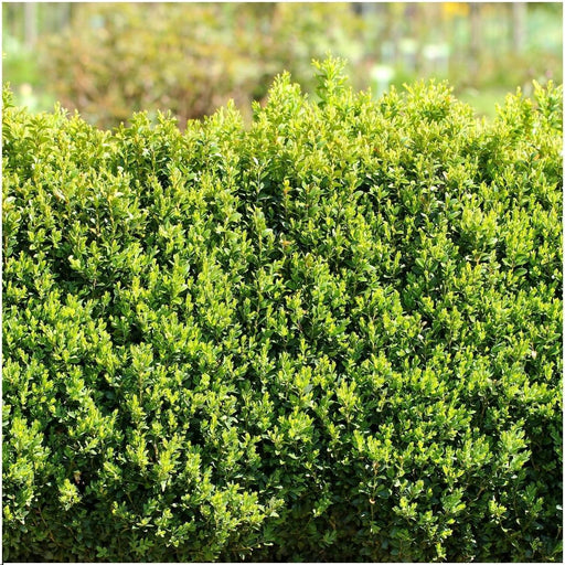 Hedge Buxus Sempervirens X6