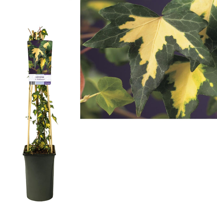 Hedera H. 'Goldheart' +Light Label - Ø17Cm - ↕75Cm