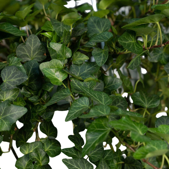Hedera Lierra Faldende H70Cm