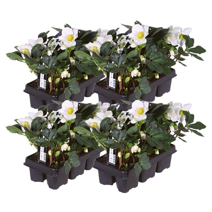 Helleborus Niger 'Christmas Carol' - Lot På 24