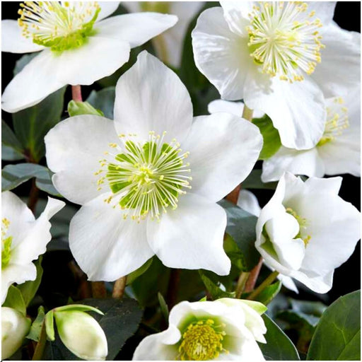 Helleborus Niger 'Christmas Carol' - Lot På 48