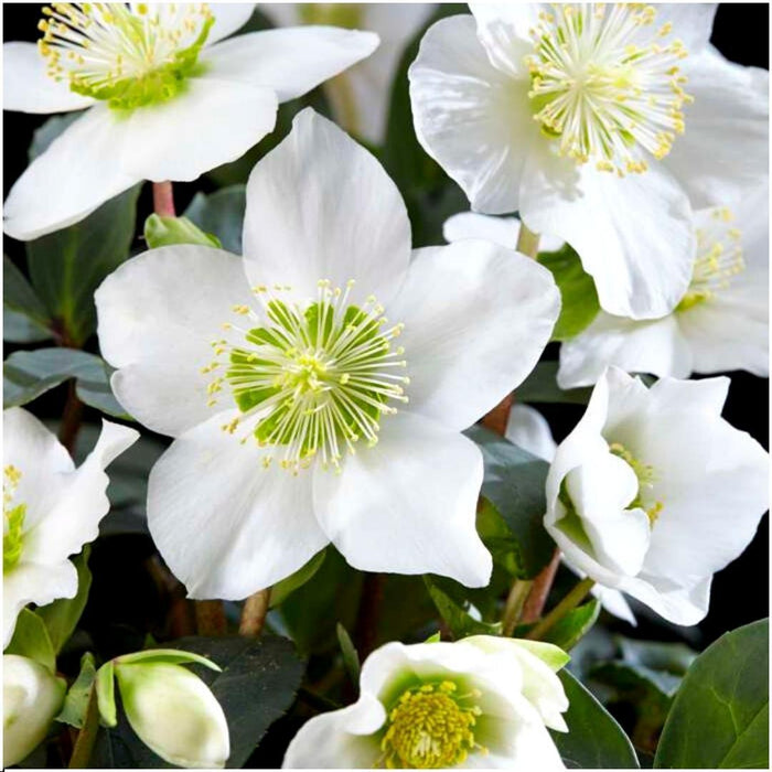 Helleborus Niger 'Christmas Carol' - Lot På 48