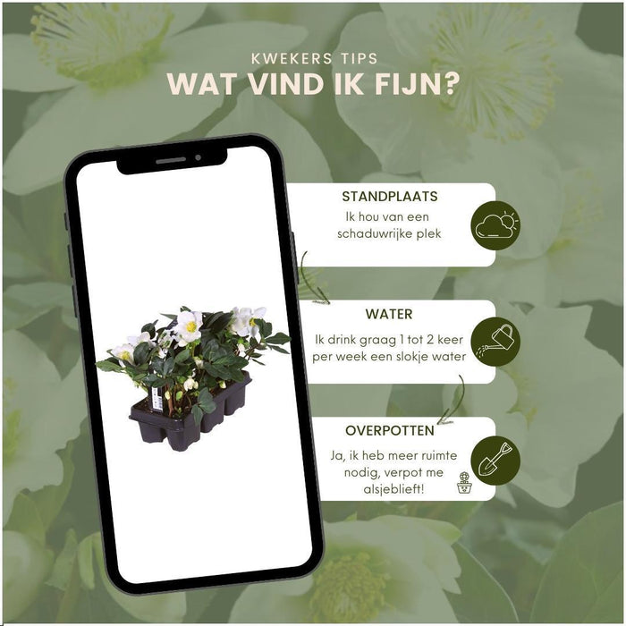 Helleborus Niger 'Christmas Carol' - Lot På 48