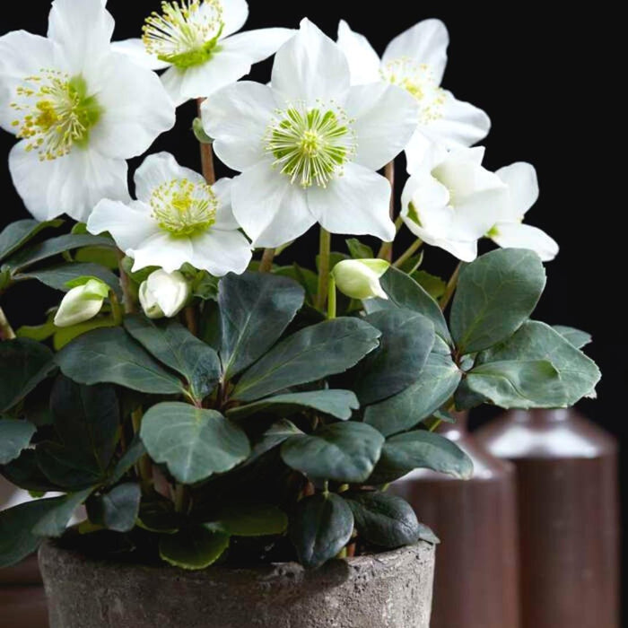 Helleborus Niger 'Christmas Carol' - Lot På 48