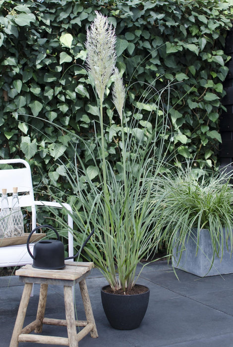 Pampas Græs - ↨60Cm - Ø19 - Busk