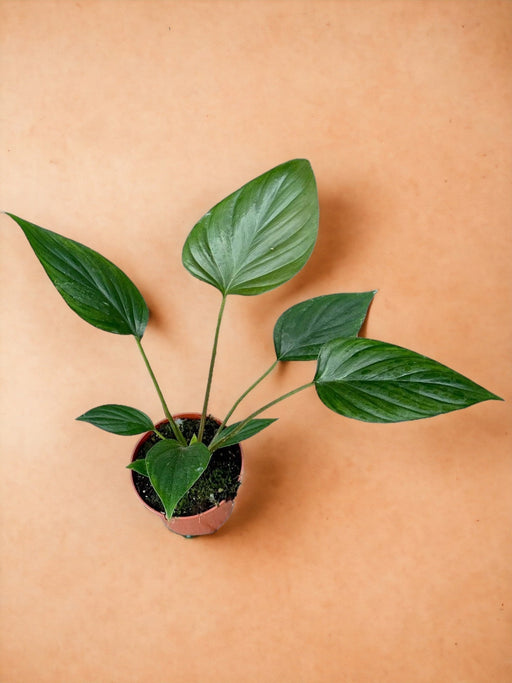 Homalomena Rubescens Sort