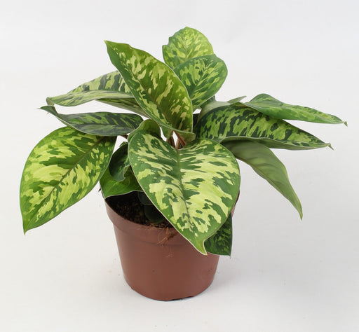 Homalomena Wallisii Camouflage