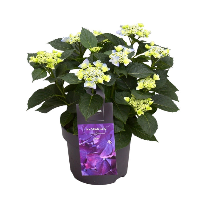 Blå Lilla Hortensia 7 - 12 Hoveder - Udendørs Blomstrende Plante