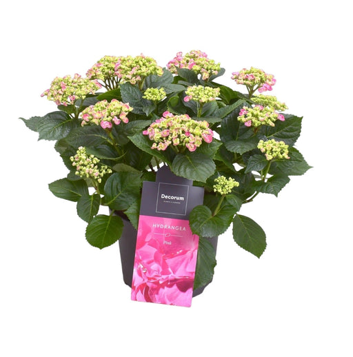 Hortensia Curly Pale Pink 9 - 15 Hoveder - Udendørs Blomstrende Plante
