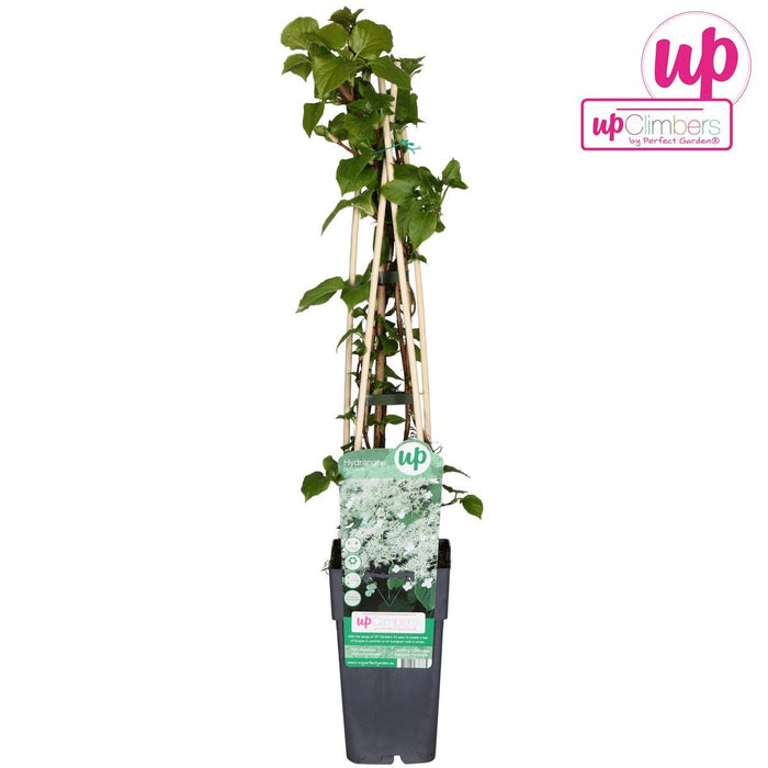 Klatrehortensia - ↨65 Cm - Ø15 - Blomstrende Og Klatre Udendørs Plante