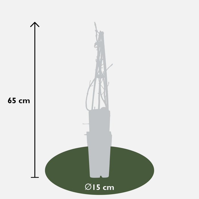 Klatrehortensia - Sæt Med 4 - ↨65Cm - Ø15 - Udendørs Plante
