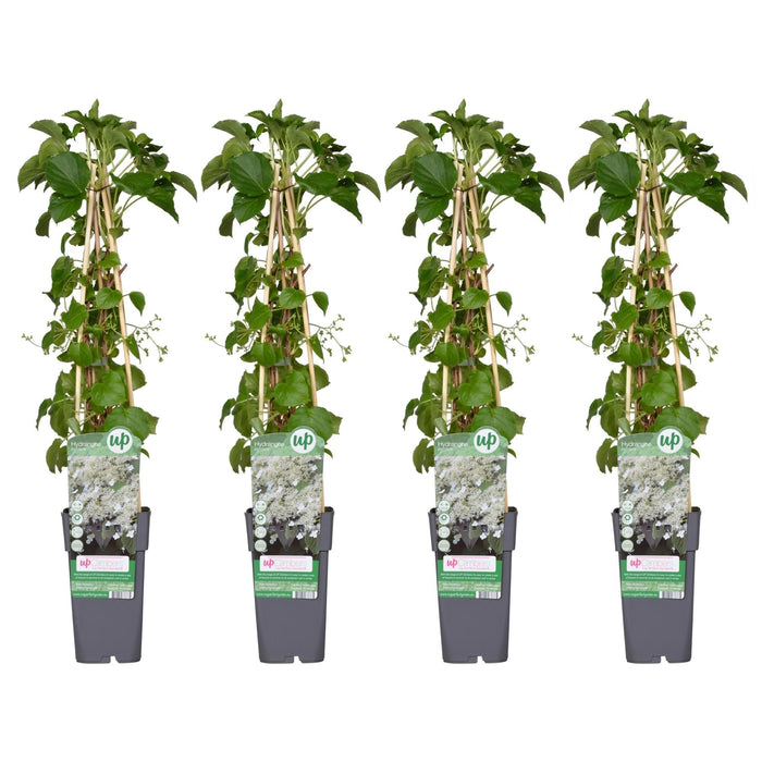 Klatrehortensia - Sæt Med 4 - ↨65Cm - Ø15 - Udendørs Plante