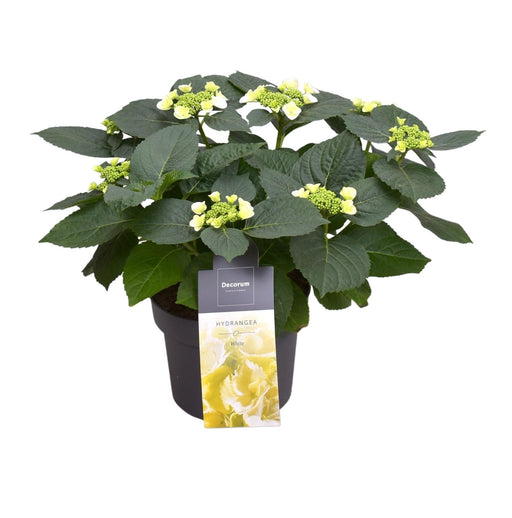 Bleg Gul Hortensia 7 - 12 Hoveder - Udendørs Blomstrende Plante