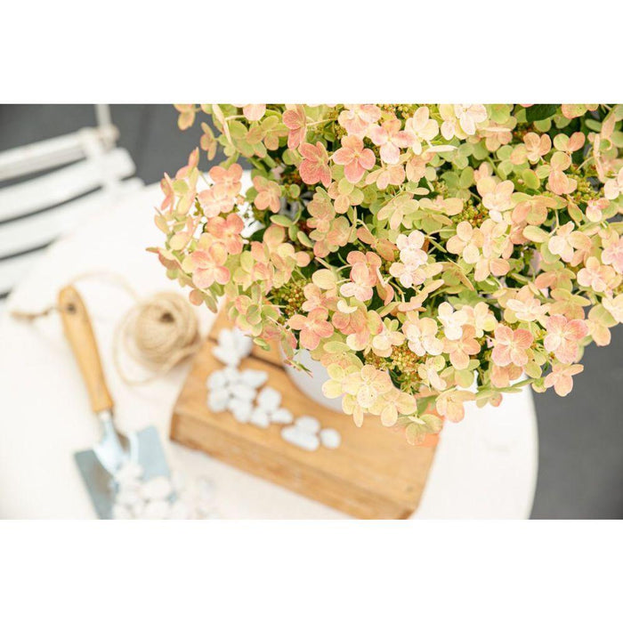 Hortensia Pan. '(S) Witch Ophelia'® - ↨25Cm - Ø19Cm - Blomstrende Udendørs Plante