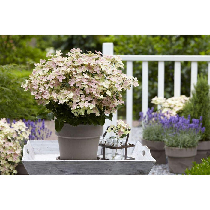 Hortensia Pan. '(S) Witch Ophelia'® - ↨25Cm - Ø19Cm - Blomstrende Udendørs Plante