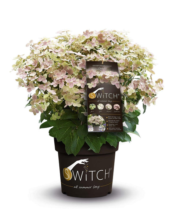 Hortensia Pan. '(S) Witch Ophelia'® - ↨25Cm - Ø19Cm - Blomstrende Udendørs Plante