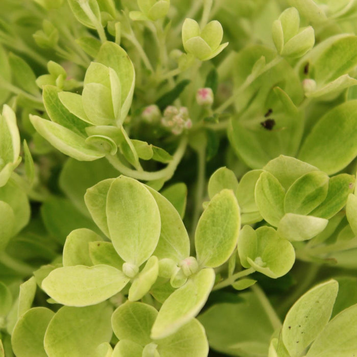 Hydrangea Paniculata Lyserød
