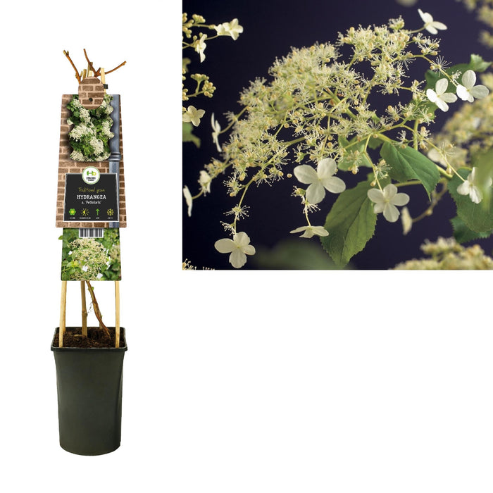 Hortensia Petiolaris D17Cm H75Cm