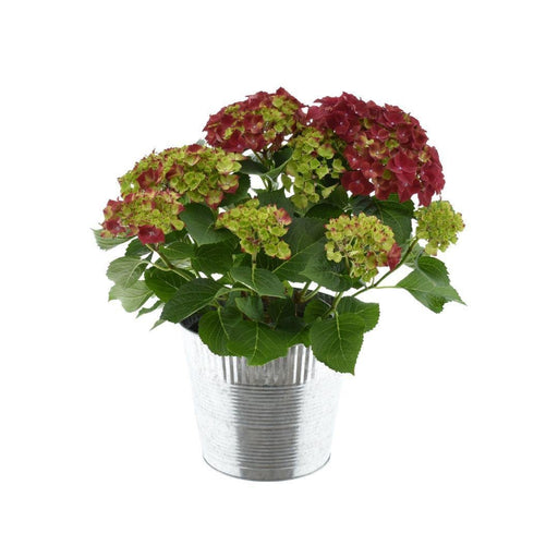 Rød Hortensia 7 - 12 Hoveder Med Zinkpotte - Udendørs Blomstrende Plante