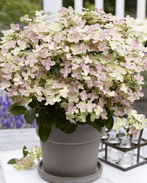 Hortensia '(S) Sorcière Ophélia'® - ↨60Cm - Ø24Cm - Blomstrende Udendørs Plante
