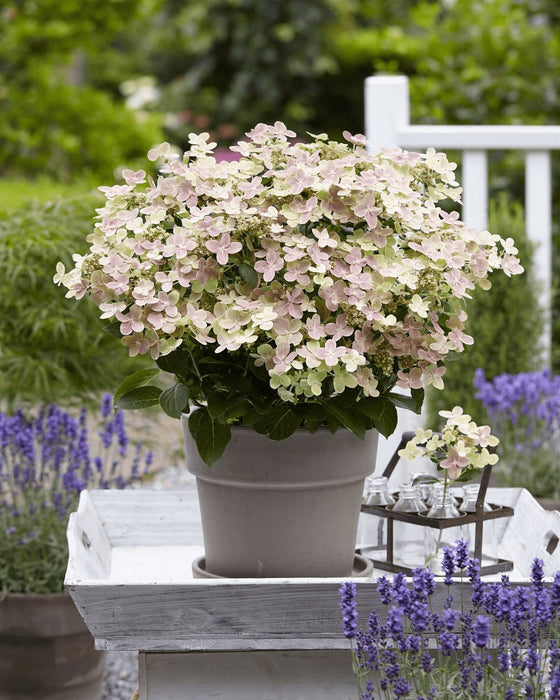 Hortensia '(S) Sorcière Ophélia'® - ↨60Cm - Ø24Cm - Blomstrende Udendørs Plante