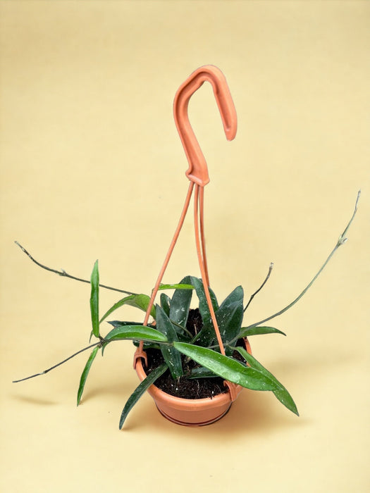 Hoya Minibelle Til At Hænge