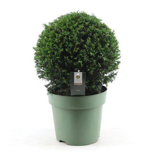 Taks Fælles - Taxus Bold Ø32Cm P24