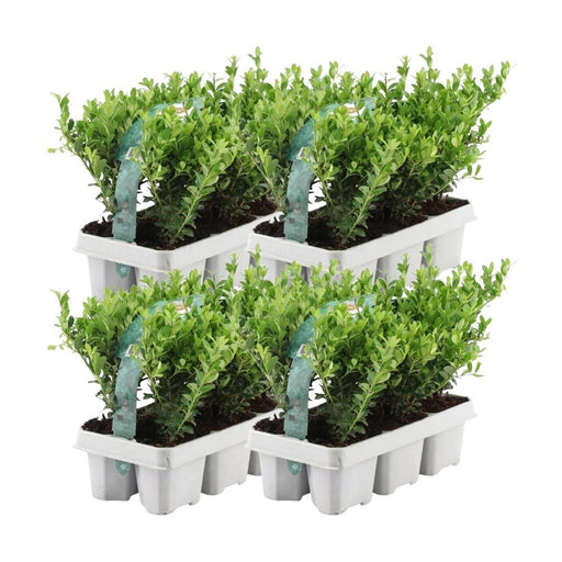 Ilex Crenata 'Jenny' - Sæt Med 24 - Ø7Cm - ↕25 Cm - Hækplante