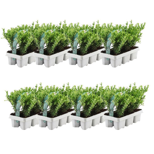 Ilex Crenata 'Jenny' - Sæt Med 48 - Ø7Cm - ↕25 Cm - Hækplante