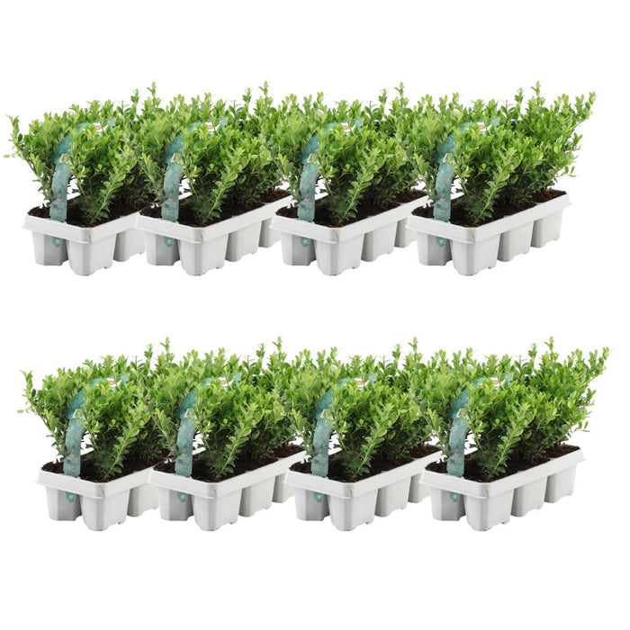 Ilex Crenata 'Jenny' - Sæt Med 48 - Ø7Cm - ↕25 Cm - Hækplante