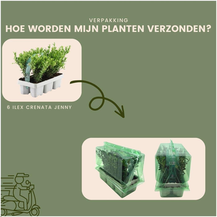 Ilex Crenata 'Jenny' - Sæt Med 48 - Ø7Cm - ↕25 Cm - Hækplante