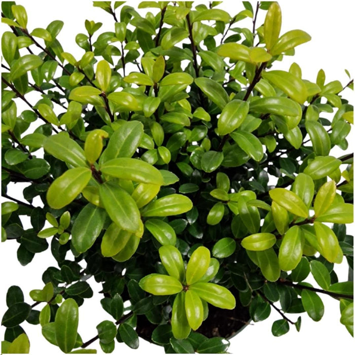 Ilex Crenata 'Jenny' - Sæt Med 6 Stk