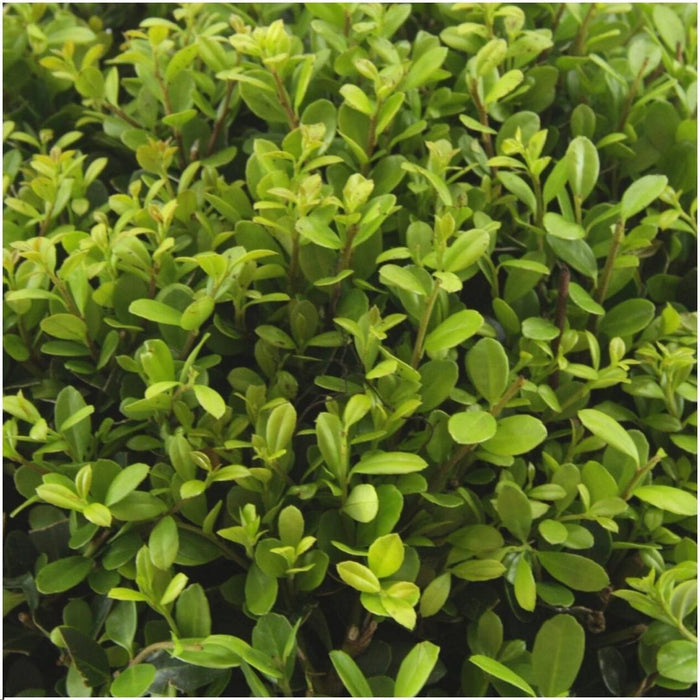 Ilex Crenata 'Jenny' - Sæt Med 6 Stk