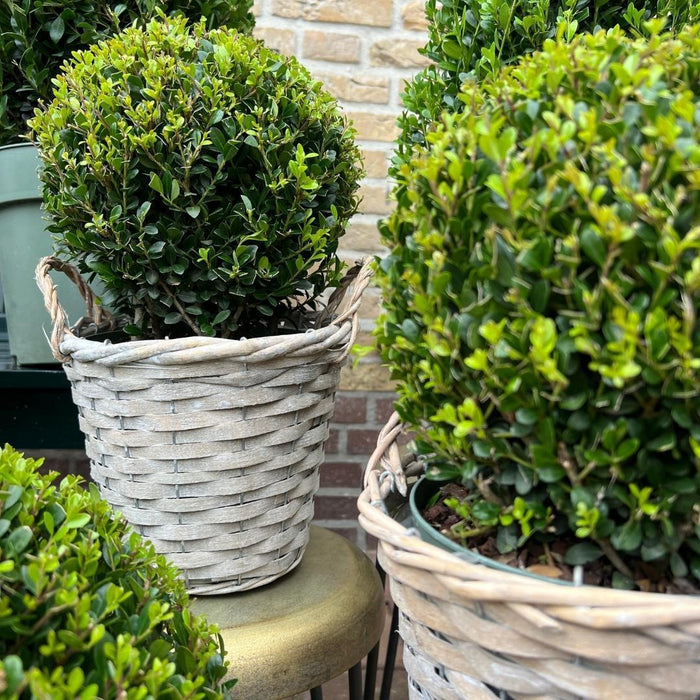 Ilex Crenata 'Jenny' Og Deres Kurv X 2