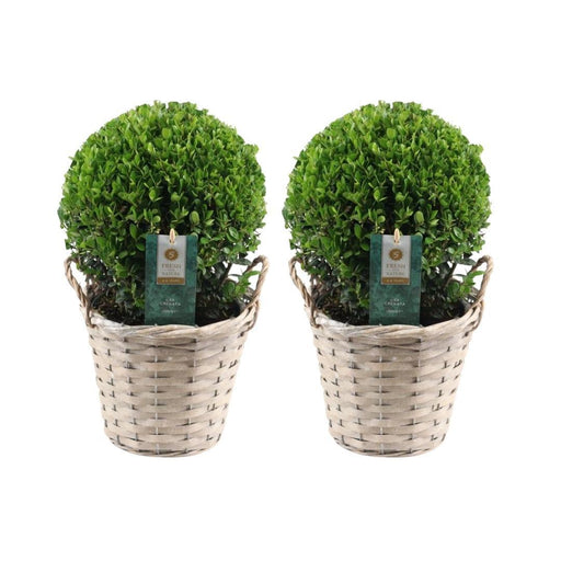 Ilex Crenata 'Jenny' Og Deres Kurv X 2