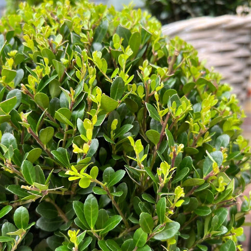 Ilex Crenata 'Jenny' Og Deres Pot X 2