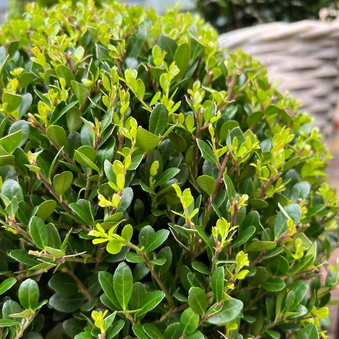 Ilex Crenata 'Jenny' Og Deres Pot X 2