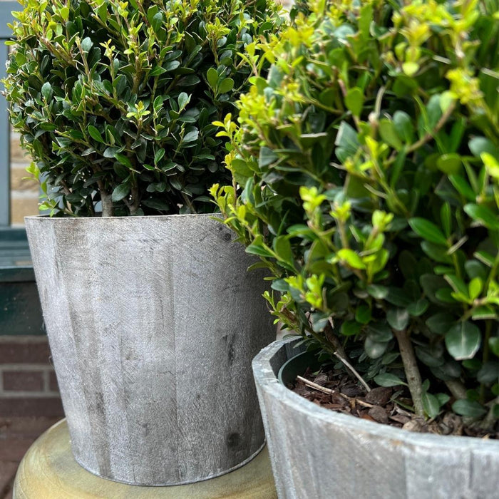 Ilex Crenata 'Jenny' Og Deres Pot X 2