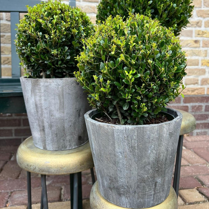 Ilex Crenata 'Jenny' Og Deres Pot X 2