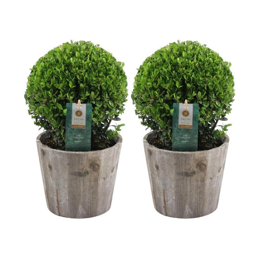 Ilex Crenata 'Jenny' Og Deres Pot X 2