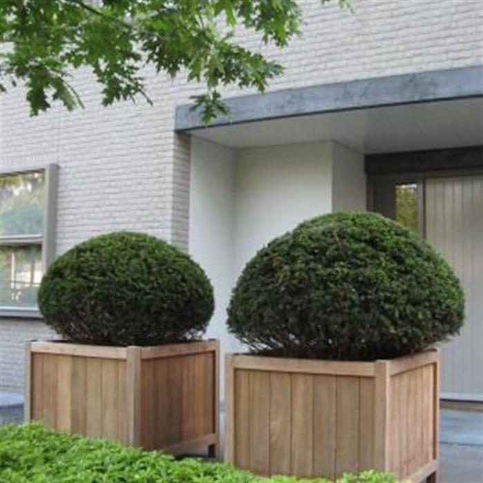 Eksotisk Træplantekasse Til Terrasse Og Have