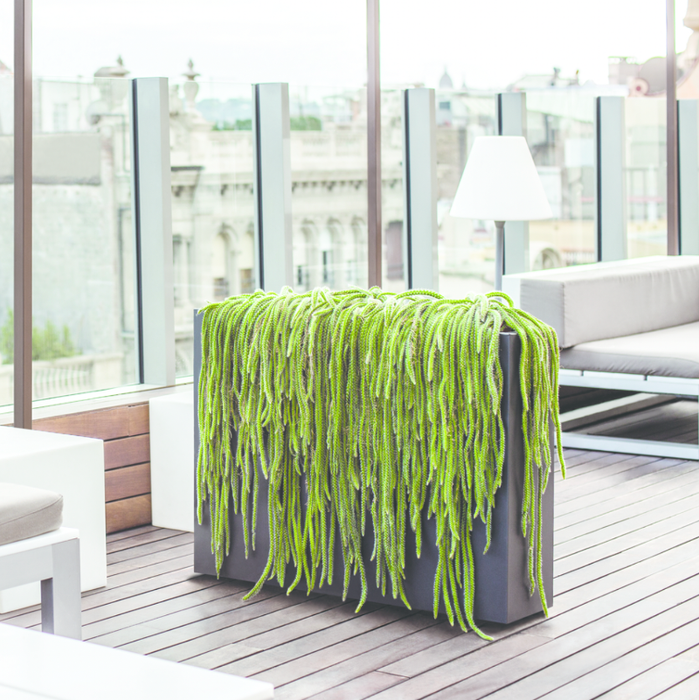 Urban Høje Planter