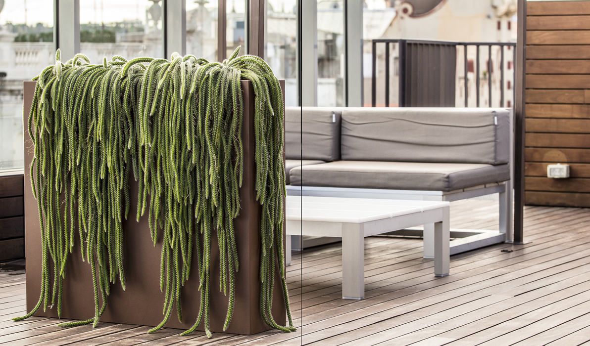 Urban Høje Planter