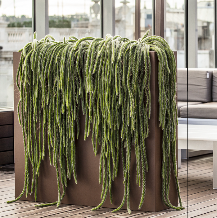 Urban Høje Planter