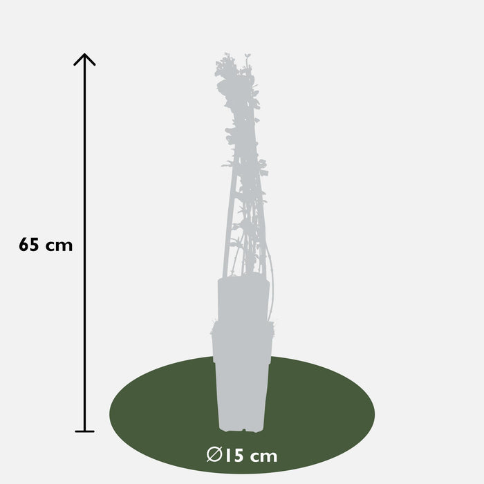Vinterjasmin - Sæt Med 3 - ↨65Cm - Ø15 - Udendørs Klatreplante