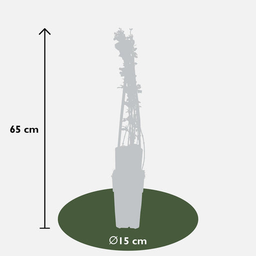 Vinterjasmin - Sæt Med 4 - ↨65Cm - Ø15 - Udendørs Klatreplante