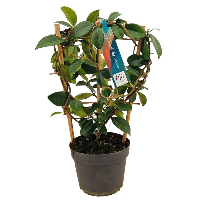 Stjerne Jasmin D13Cm H40Cm