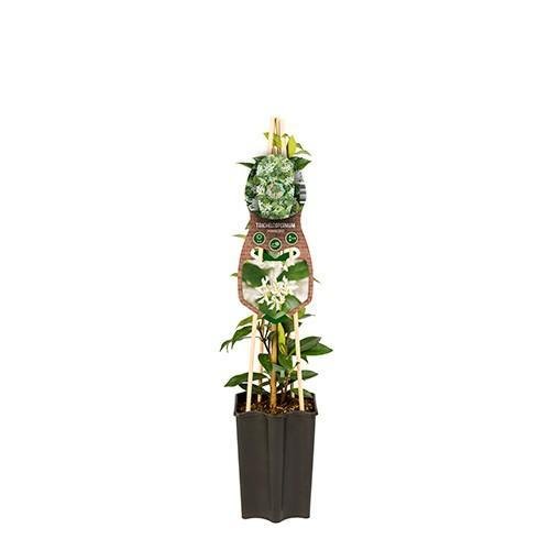 Stjerne Jasmin D15Cm H65Cm